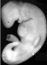 much larger but still tiny embryo at four weeks