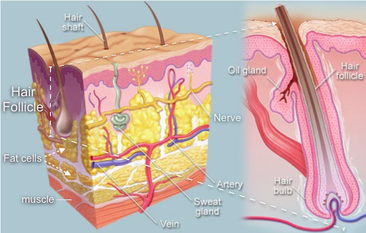 diagram of microscopic structures within skin