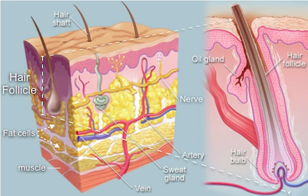 smaller version of first diagram of microscopic structures within skin