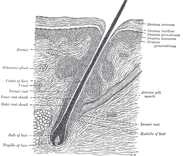 microscopic close-up of hair follicle