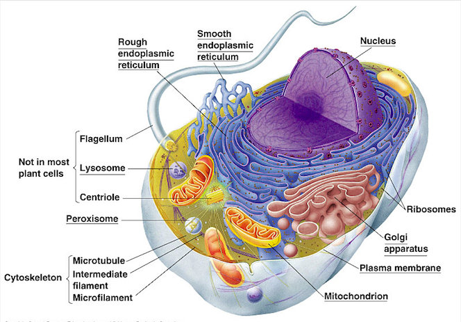 drawing of cell interior showing numerous types of organelles