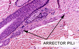 microscopic image of arrector pili muscle