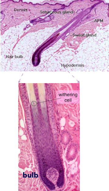microscopic image of skin interior