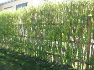 neatly trimmed bamboo hedge