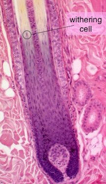 microscopic detail of originating bulb at base of hair shaft