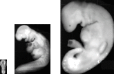 scaled images of embryo at three, three-and-a-half, plus four weeks old